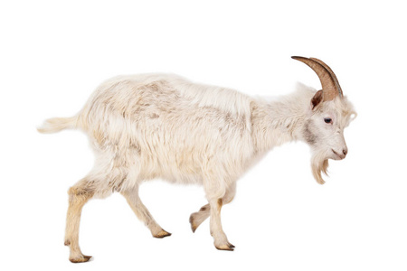接吻的山羊孤立在白色背景上的白山羊照片