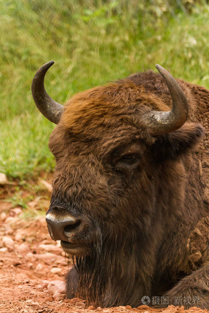 强大的野牛躺在草地上