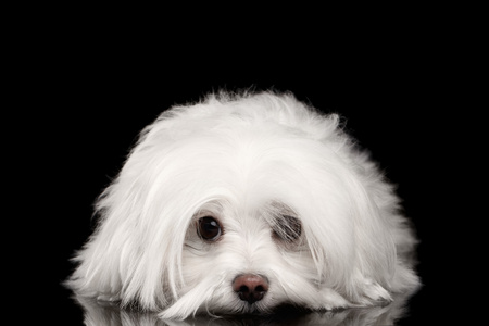 白色的马耳他狗躺着，悲伤的眼神看着相机孤立