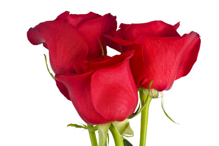 漂亮的红玫瑰花花型孤立在白色照片