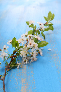 樱桃在蓝色背景上的花朵