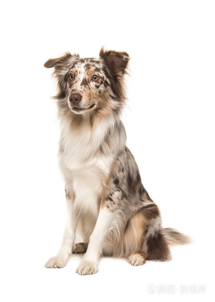 坐在澳大利亚牧羊犬侧视图
