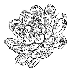 肉质植物群图片