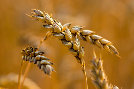 麦田。金黄麦子的耳朵接近。草甸麦田成熟耳的背景。丰富的收获理念