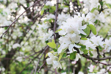 苹果棵开花的树，用明亮的白色花朵