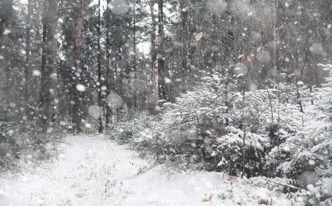 冬季森林。在一个晴朗的日子里的冬季森林景观。雪 c