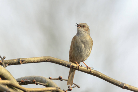 特写 Dunnock, 夏枯草 modularis, 鸟在树上展示和唱一首清晨的歌曲在春天吸引女性