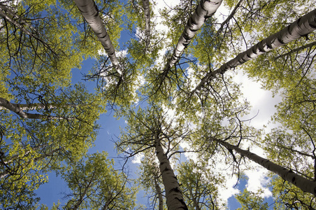 在科罗拉多州甘尼森国家森林附近的一个成熟的白杨树丛中, 天空的垂直视图