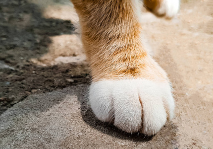 红爪子鸥红猫的爪子, 白色的手指, 特写照片