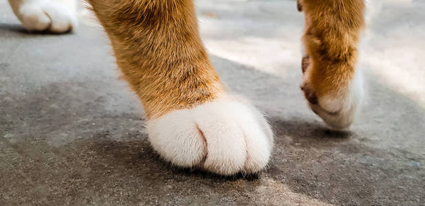 红猫的爪子, 白色的手指, 特写照片