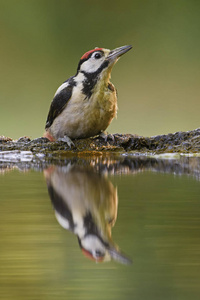大斑点啄木鸟啄木鸟主要, 美丽的彩色啄木鸟从欧洲森林和林地