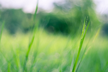 柔和的焦点在早晨的绿色草领域