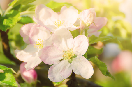 苹果树花