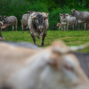 Bazas 牛肉, Bazadaise 牛和小牛雏菊在草甸, 吉庾禅, 法国