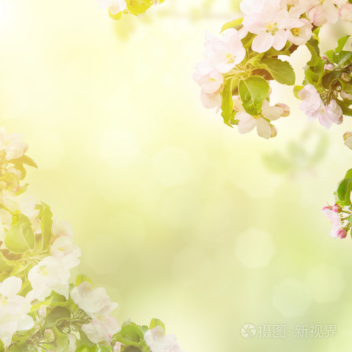 苹果花背景照片 正版商用图片0pujfq 摄图新视界 苹果花背景照片 正版商用图片0pujfq 摄图新视界