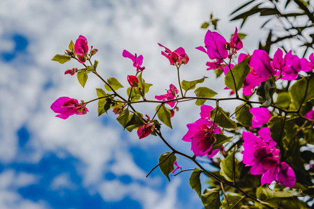 抽象自然的粉红色花朵背景春夏从喜马拉雅山, 热带花卉背景, 特写花背景