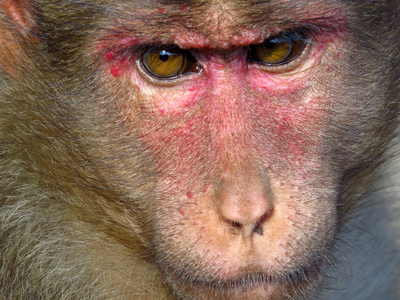 猴子的眼睛图片