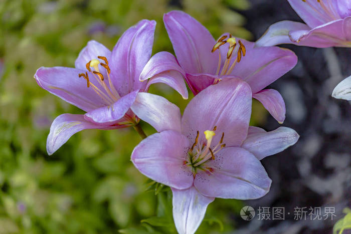 紫百合观星近三花