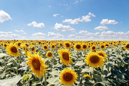 在阳光明媚的夏日, 背景多云的蓝天上盛开的向日葵田野