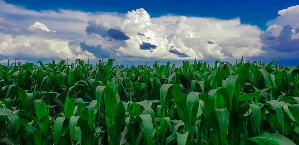 玉米场对蓝天与云彩