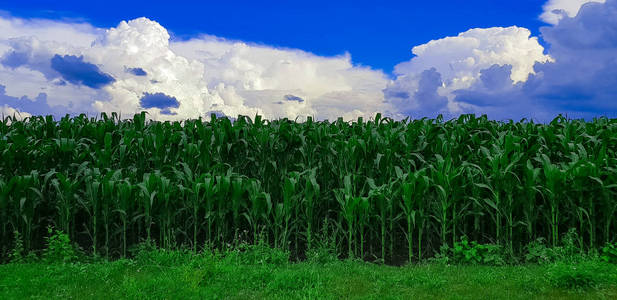 风雨如磐的天空玉米现场特写