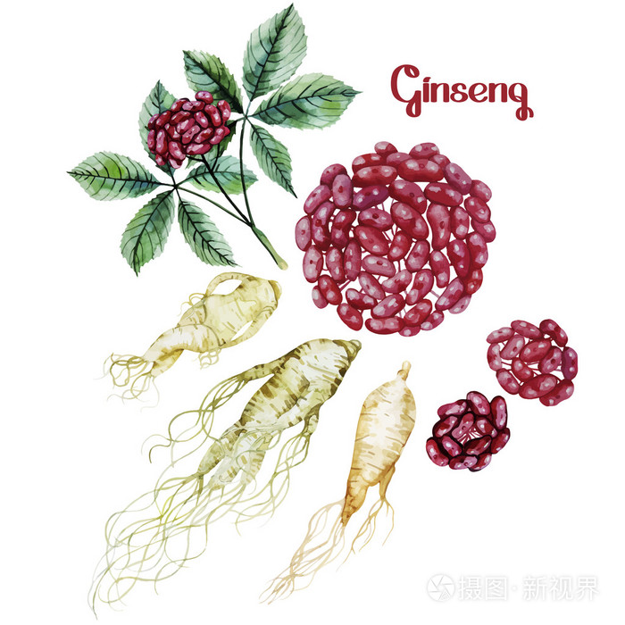 水彩人参根和浆果插画-正版商用图片0pullh-摄图新视界