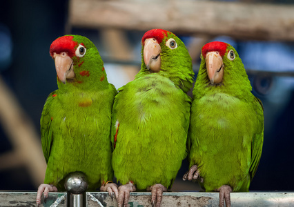 三只绿色鹦鹉鸟