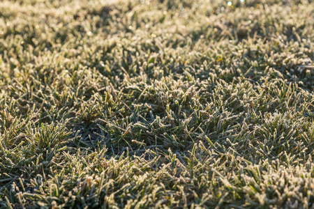 草地上覆盖着霜冻。第一次霜冻。早安阳光天然散景