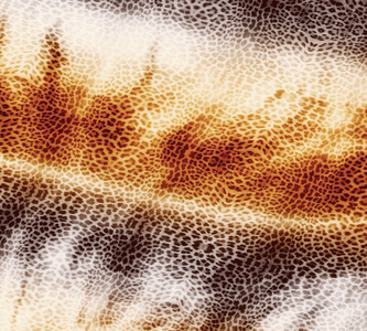 皮肤的豹子动物豹子皮肤背景照片