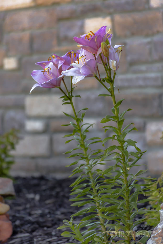 紫百合观星竖照砖
