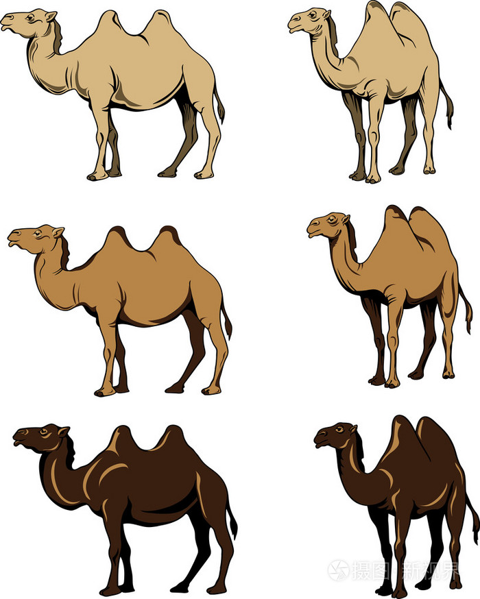 常设骆驼三种变体的骆驼颜色黑色图像矢量绘图装饰观赏
