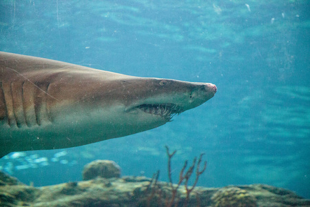 黑鳍鲨鱼 Carcharhinus limbatus 沿热带珊瑚礁游泳