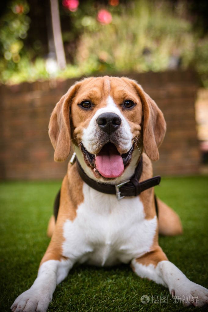 比格犬躺在草照片-正版商用图片0puqcv-摄图新视界