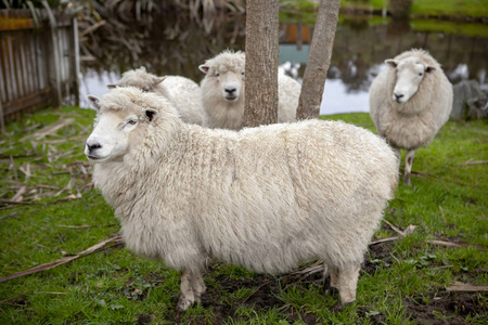 新西兰国内农场的美利奴绵羊