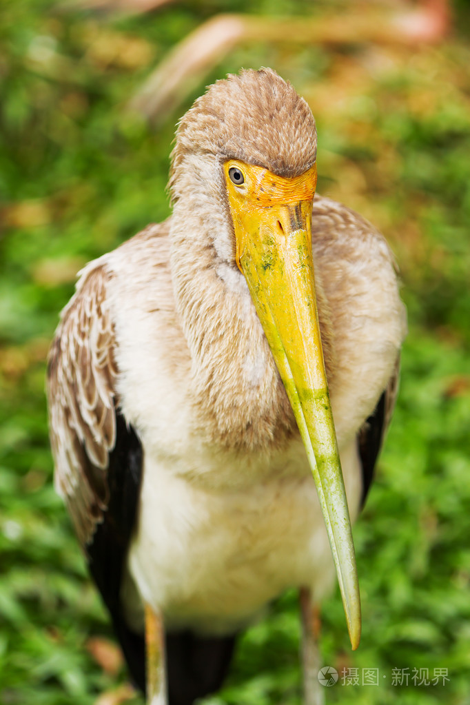 乳白色鹳mycteriacinerea大鸟用黄色的喙