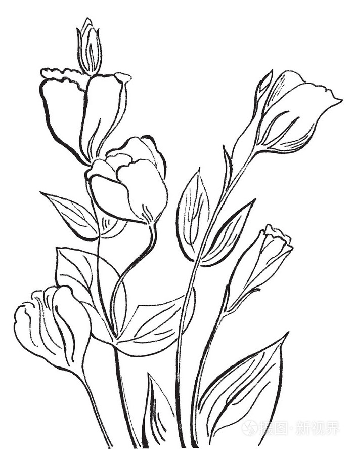 在白色背景上的花插画-正版商用图片0pusbw-摄图新视界