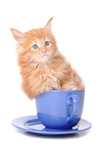 小猫坐在一个大杯子图片