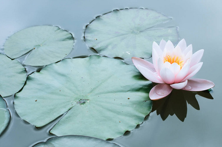 莲花或朵粉色睡莲宏