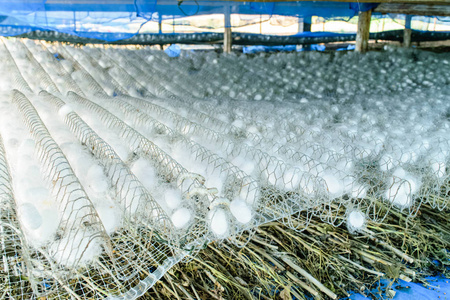 农场丝虫白丝茧照片