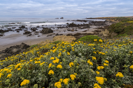 黄花盛开沿加利福尼亚海岸
