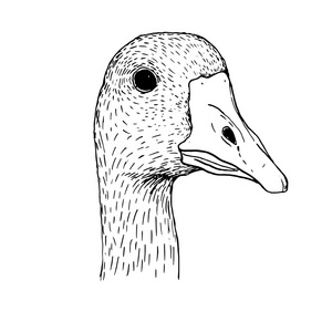 墨迹绘图的鹅头加拿大鹅头特写鹅头鹅头鹅头鹅头紧