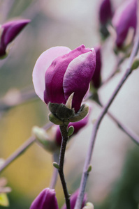 白玉兰花芽