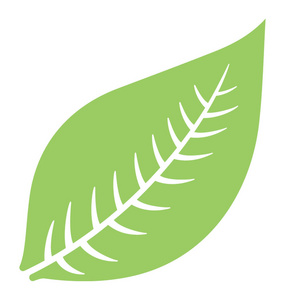 叶子光滑光滑的边缘卵形形状叶子与静脉结构象鱼骨头, 这是橡胶树叶子