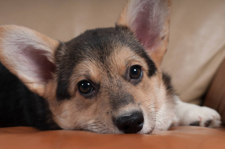 彭布罗克威尔士柯基犬图片