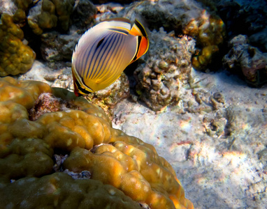海洋中的珊瑚礁和热带鱼类