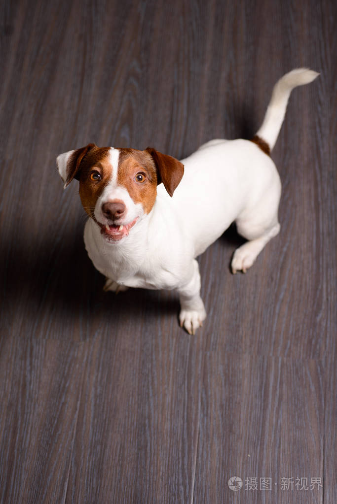 杰克罗素梗犬小狗坐在黑暗的地板上