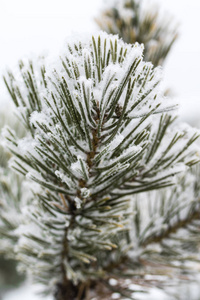 杉木树针上的积雪关闭了图片