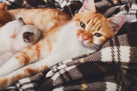 护理她只小猫在格子毯的猫