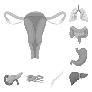 内部器官的一个人的单色图标集合中的设计。解剖学和医学矢量符号股票 web 插图