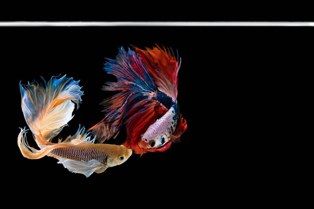 捕捉美丽的移动时刻泰国暹罗 betta 鱼在黑色的背景.